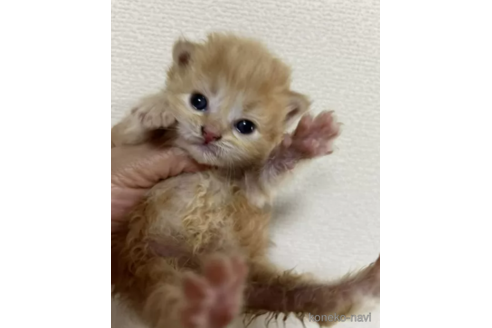 販売中の群馬県のスコティッシュフォールド-112929
